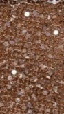 Zinnie Sequins Off Shoulder Top - Mocha - Billy J