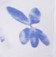 fairoze-crop-top-blue-floral.jpg